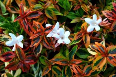 ABELIA KALEIDOSCOPE